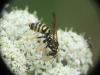 Polistes dominula